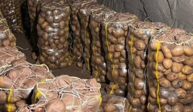 Yurt dışından gelen yüzlerce ton patates virüslü çıktı