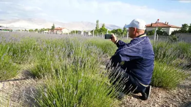 Yeşilburç’ta Lavanta Bahçesiyle Ekonomi ve Turizm Canlanıyor